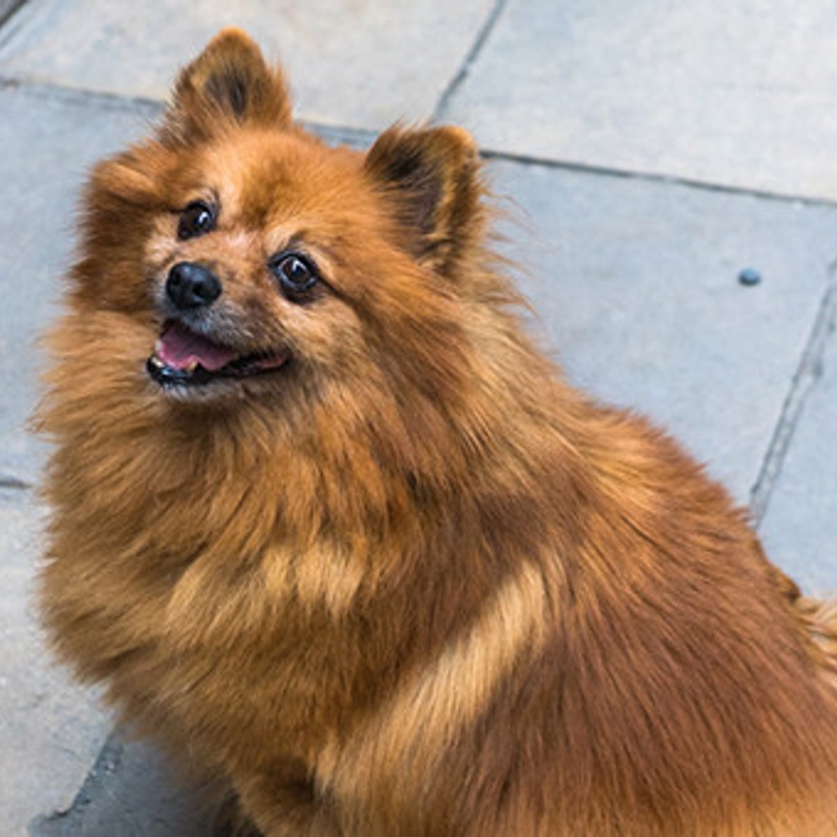 犬天国カフェ in バルセロナ