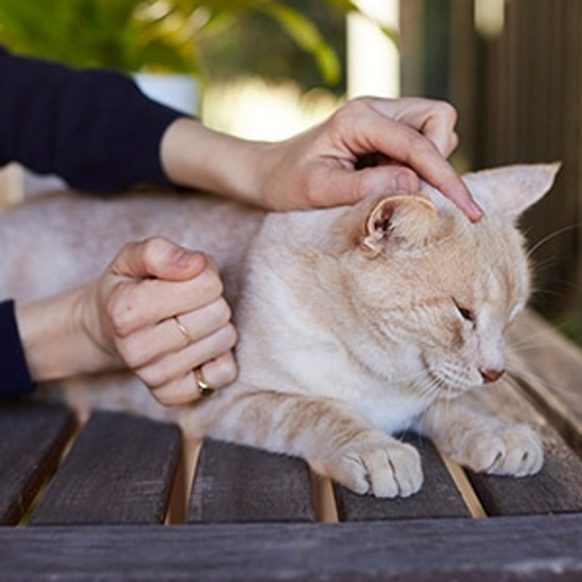 LAのキャンドルクリエイターと猫の、ヘルシーな暮らし。【後編】