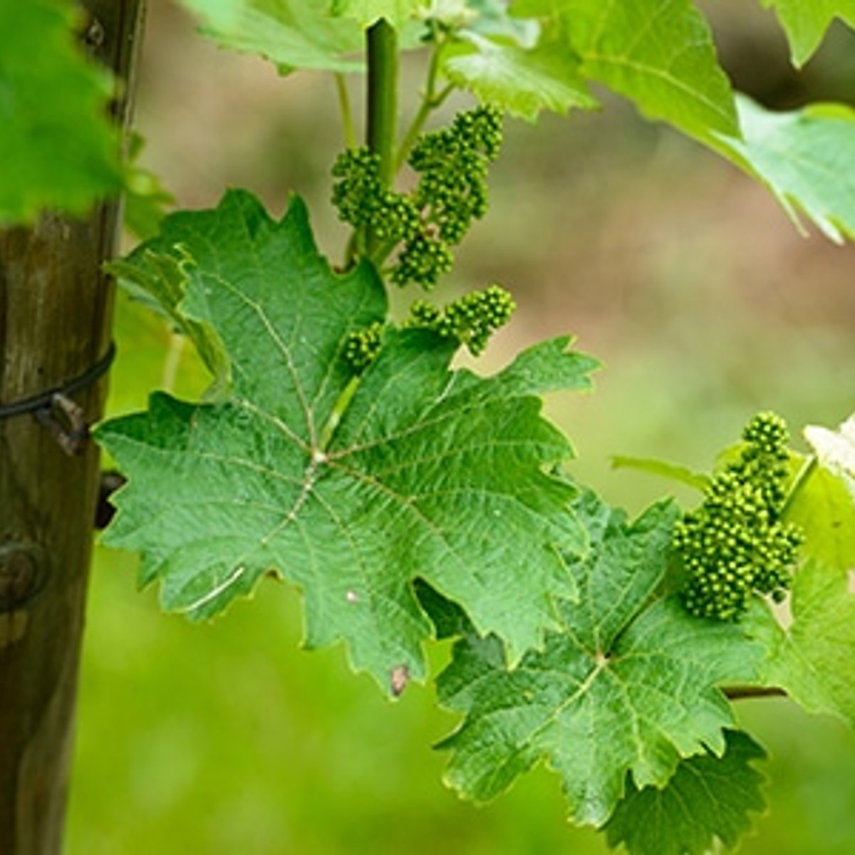 思わず笑みがこぼれる、日向夏の香りのリースリング。