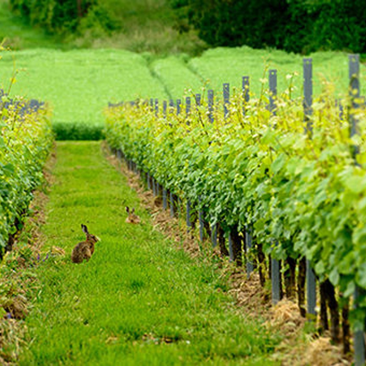 リースリングの爽やかな逆襲。