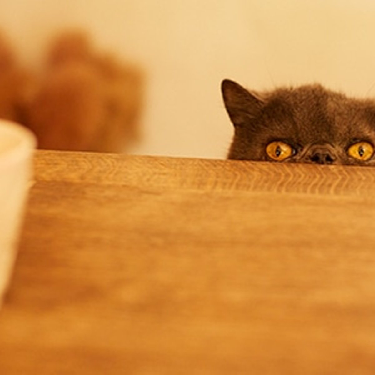 あたたかく穏やかな、スタイリストと猫の日常。【前編】