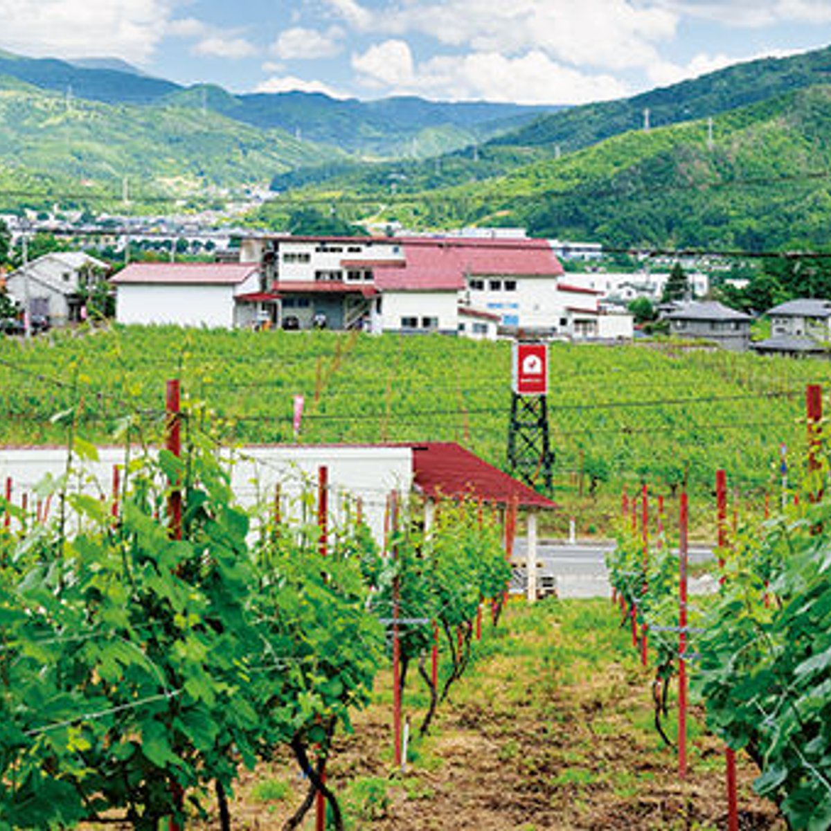 山形の寒暖差とピュアな土が育む、健やかなワイン。