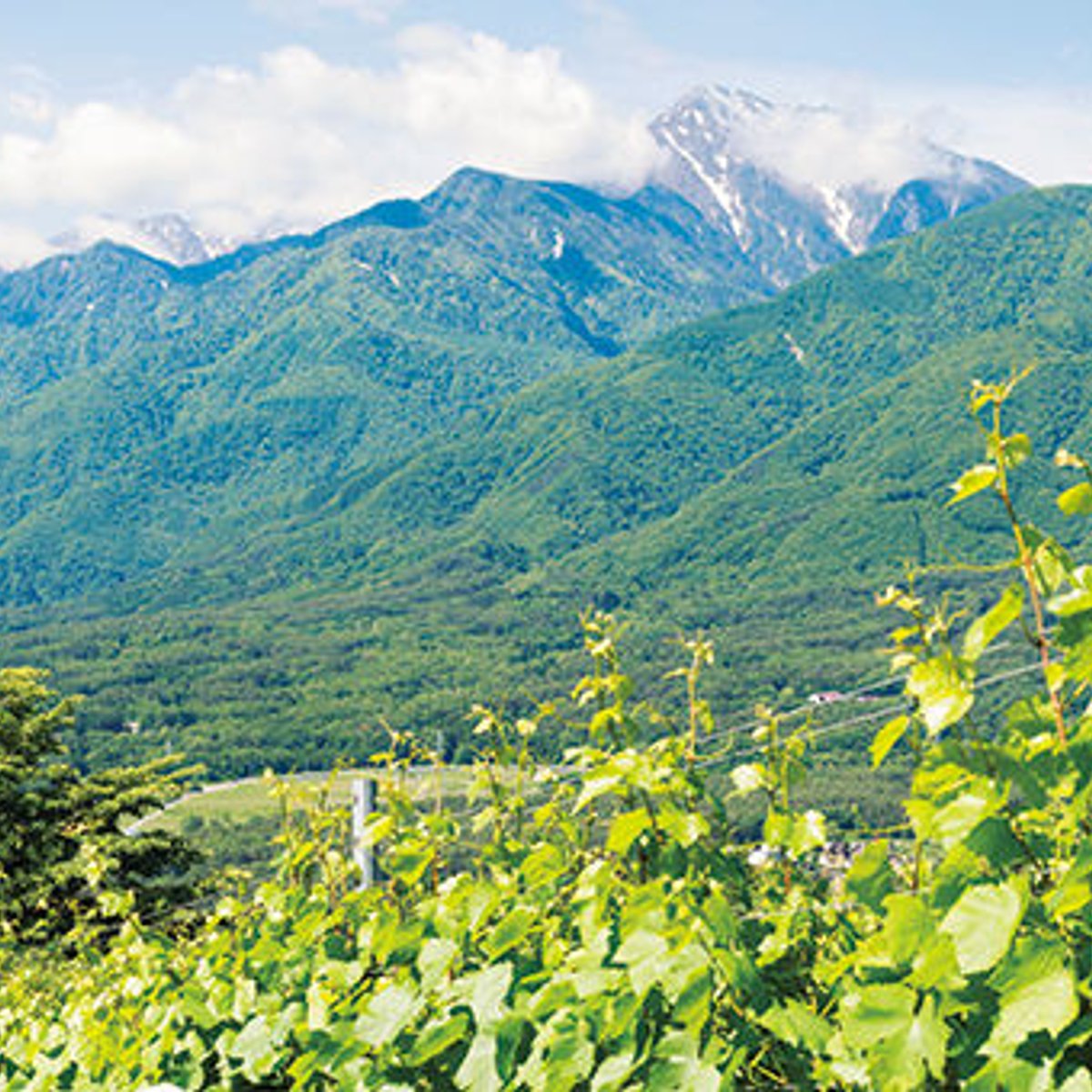 八ヶ岳の自然を、そのままボトルに詰めたようなワイン。