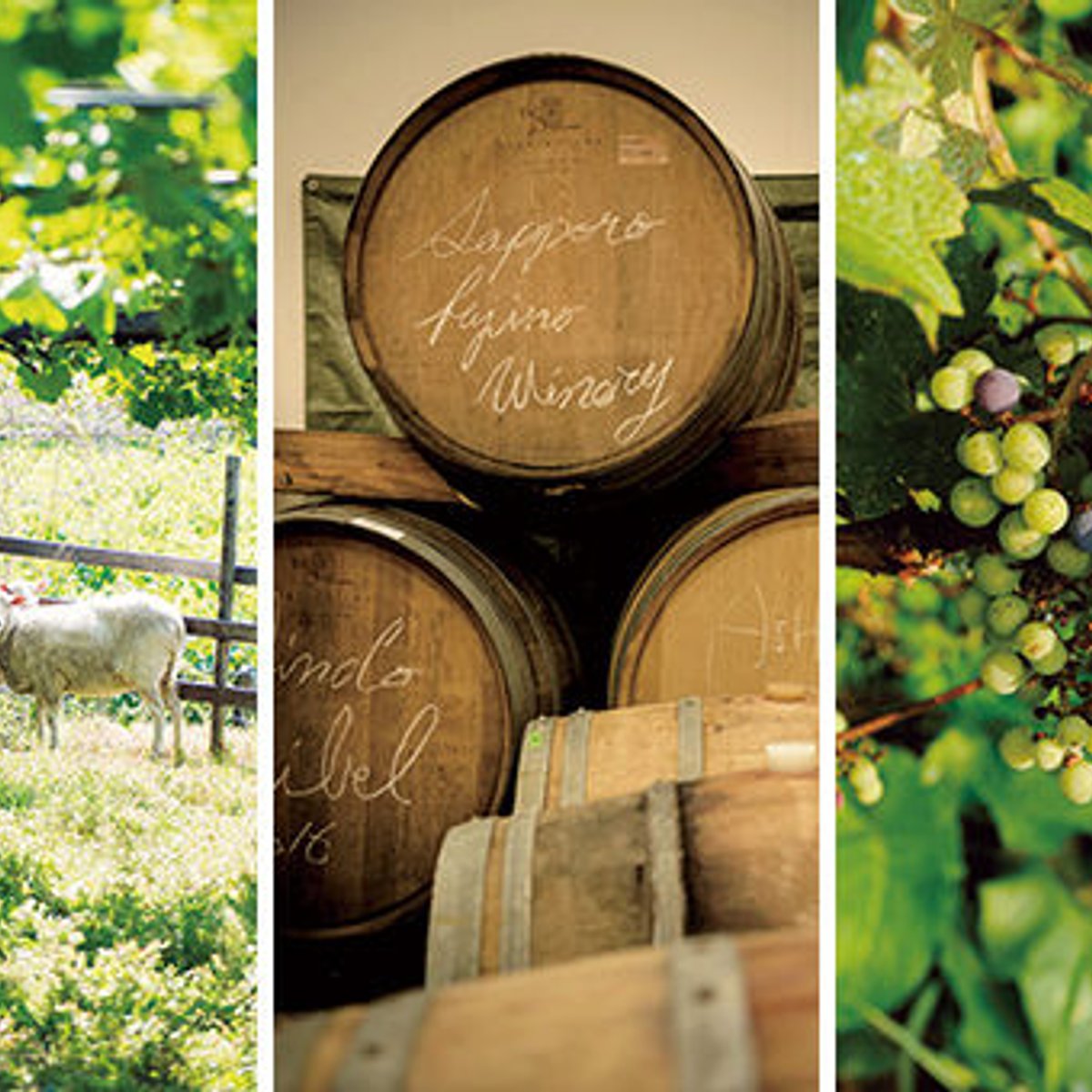 旅して味わう、日本ワインのふるさとへ。