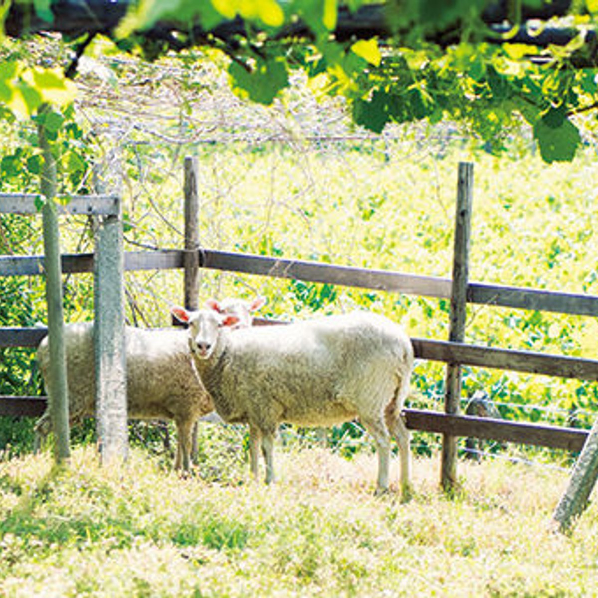 ブドウ棚で羊が草食む、山梨県の日本最古のワイナリー。