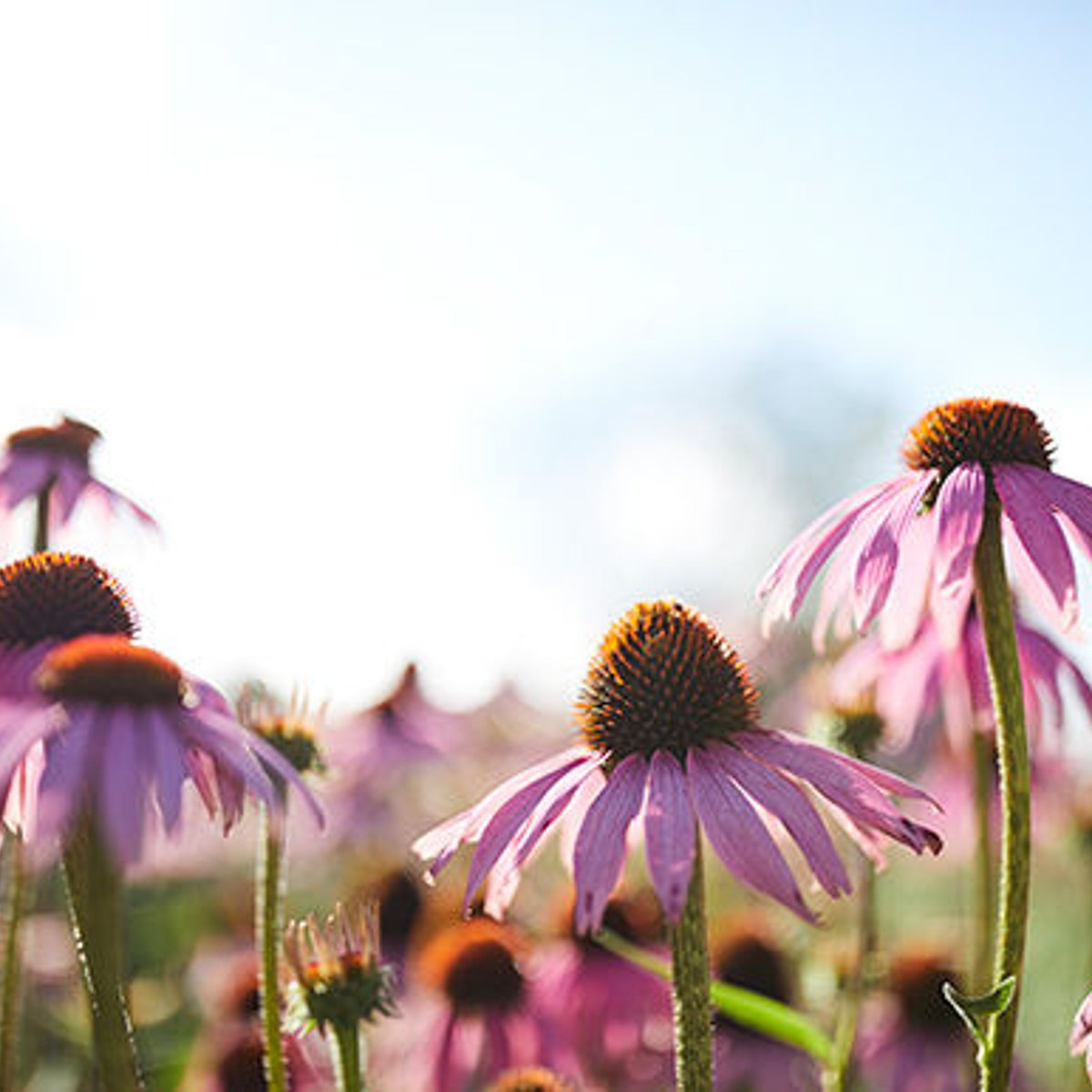使い続けたくなる、ライフスタイルに合った自然化粧品。