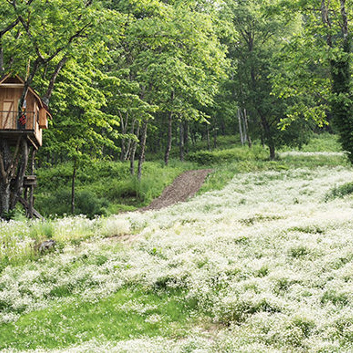 国産カモミールのエナジーを全身で体感。