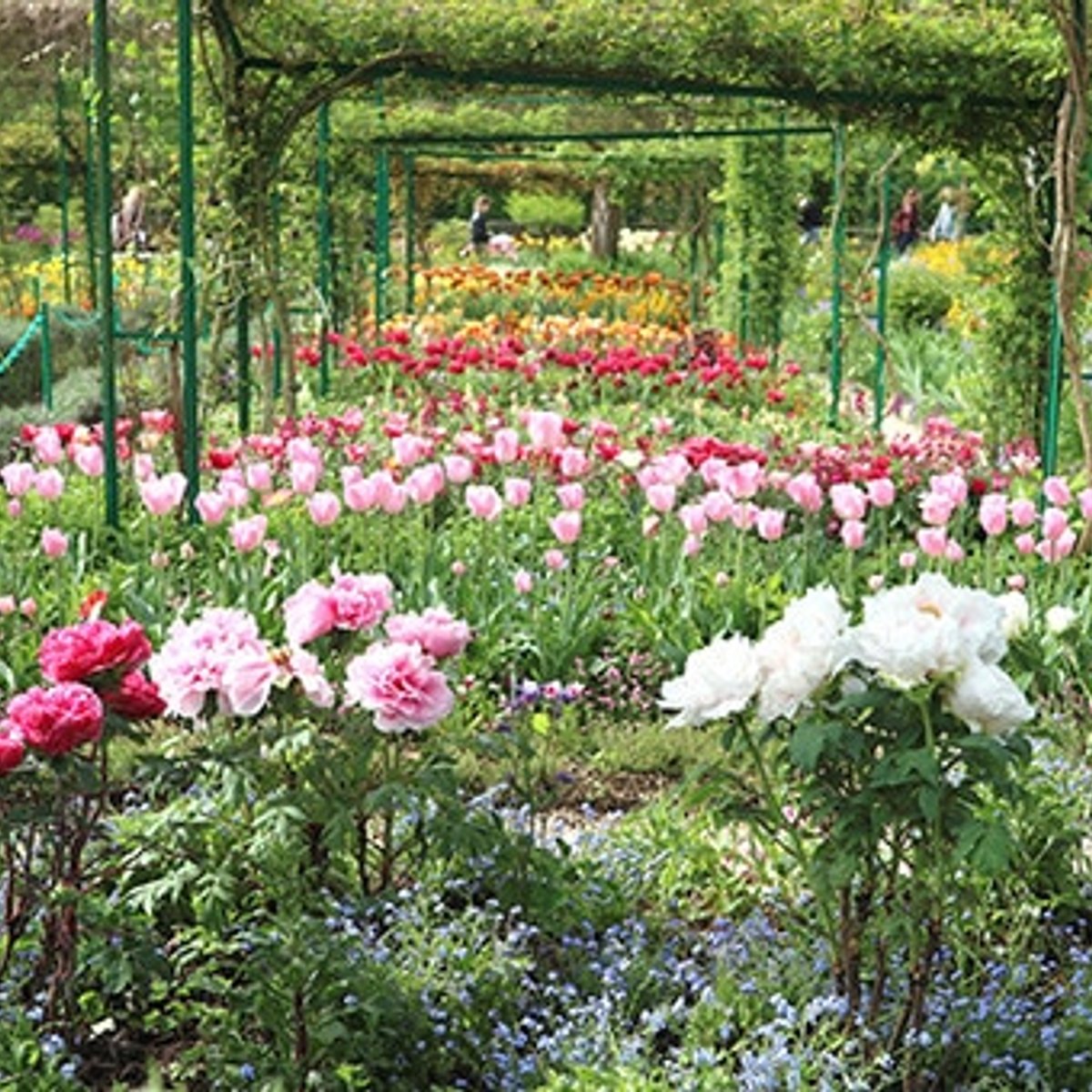 ジヴェルニー 、クロード・モネの庭に開花するジャポニスム。