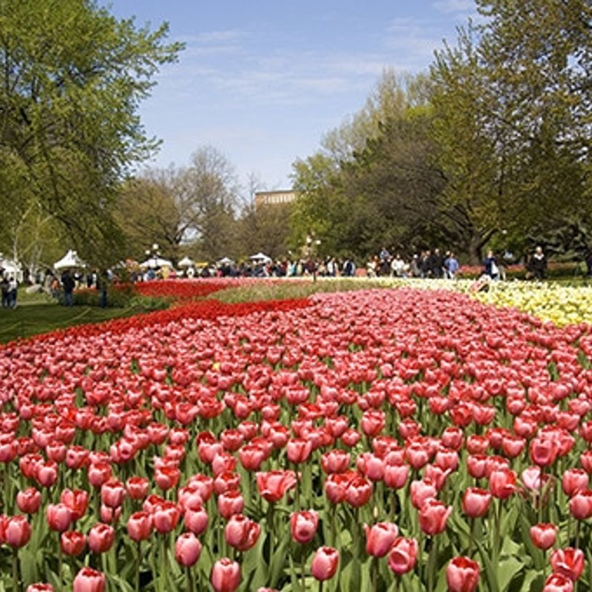 カナダの首都オタワは、チューリップの街！
