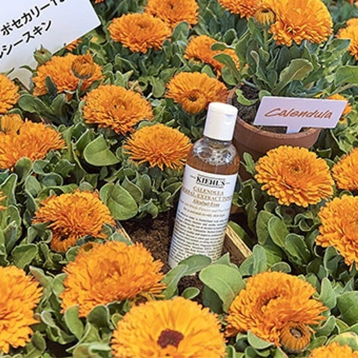 アポセカリーって何？ キールズの魅力に迫る限定ストア。