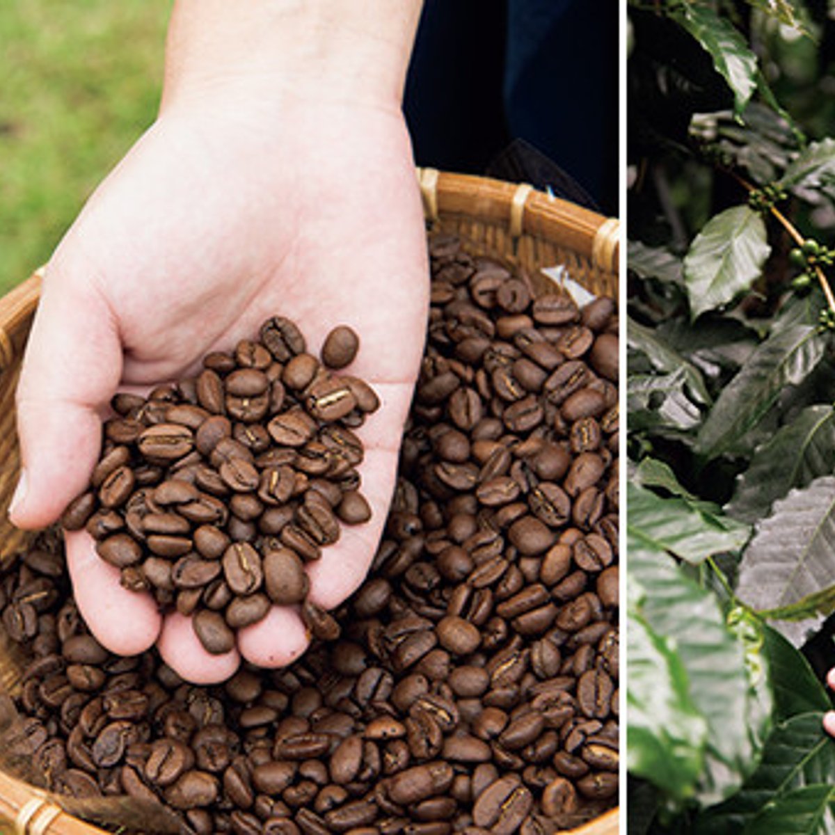 澄んだ空気とまだ見ぬ味を求めて、台湾のコーヒーロードへ。