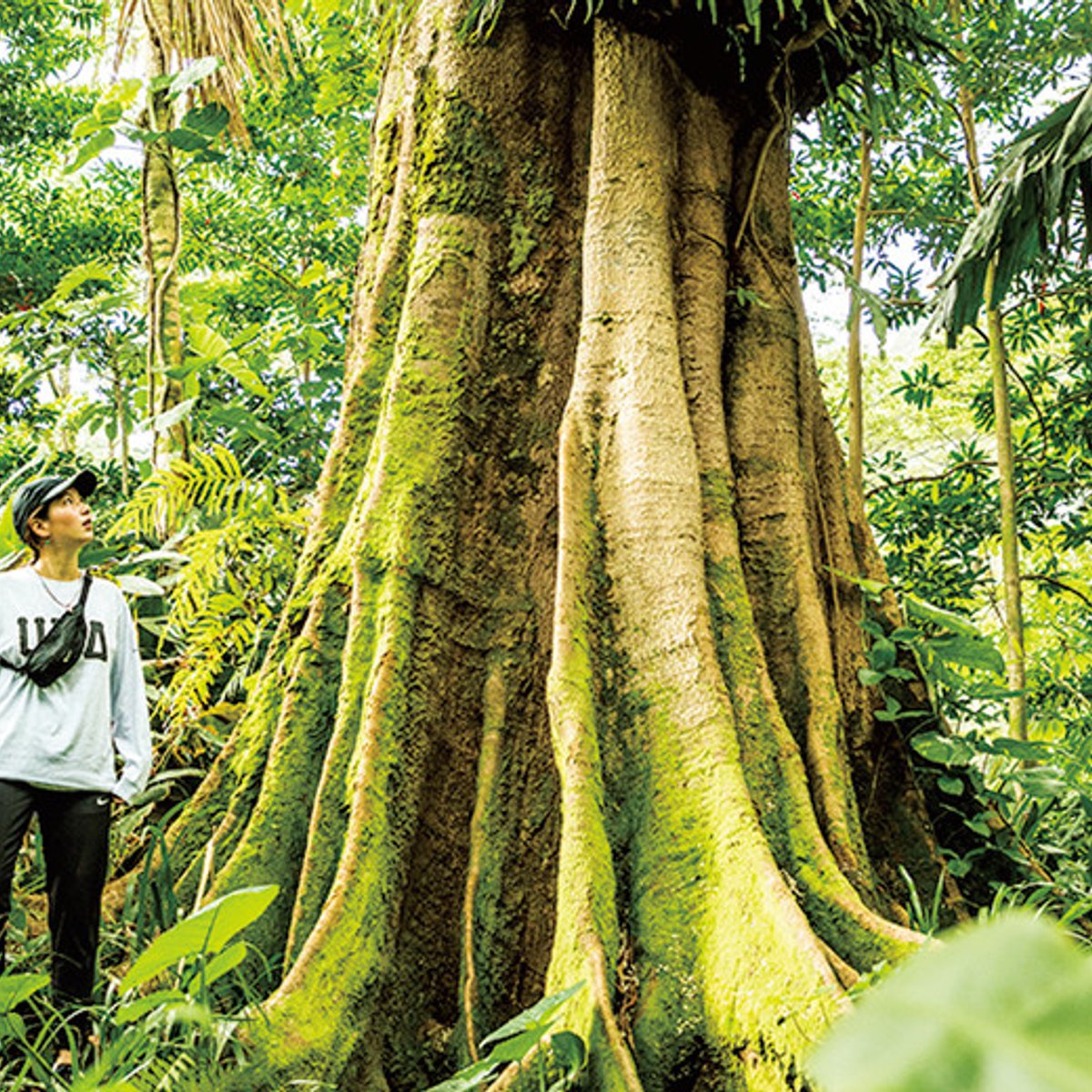 【ハワイでキレイ】マイナスイオンと植物のパワーを浴びる。
