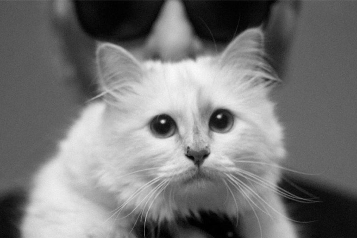 200322-choupette-ogp-1.jpg