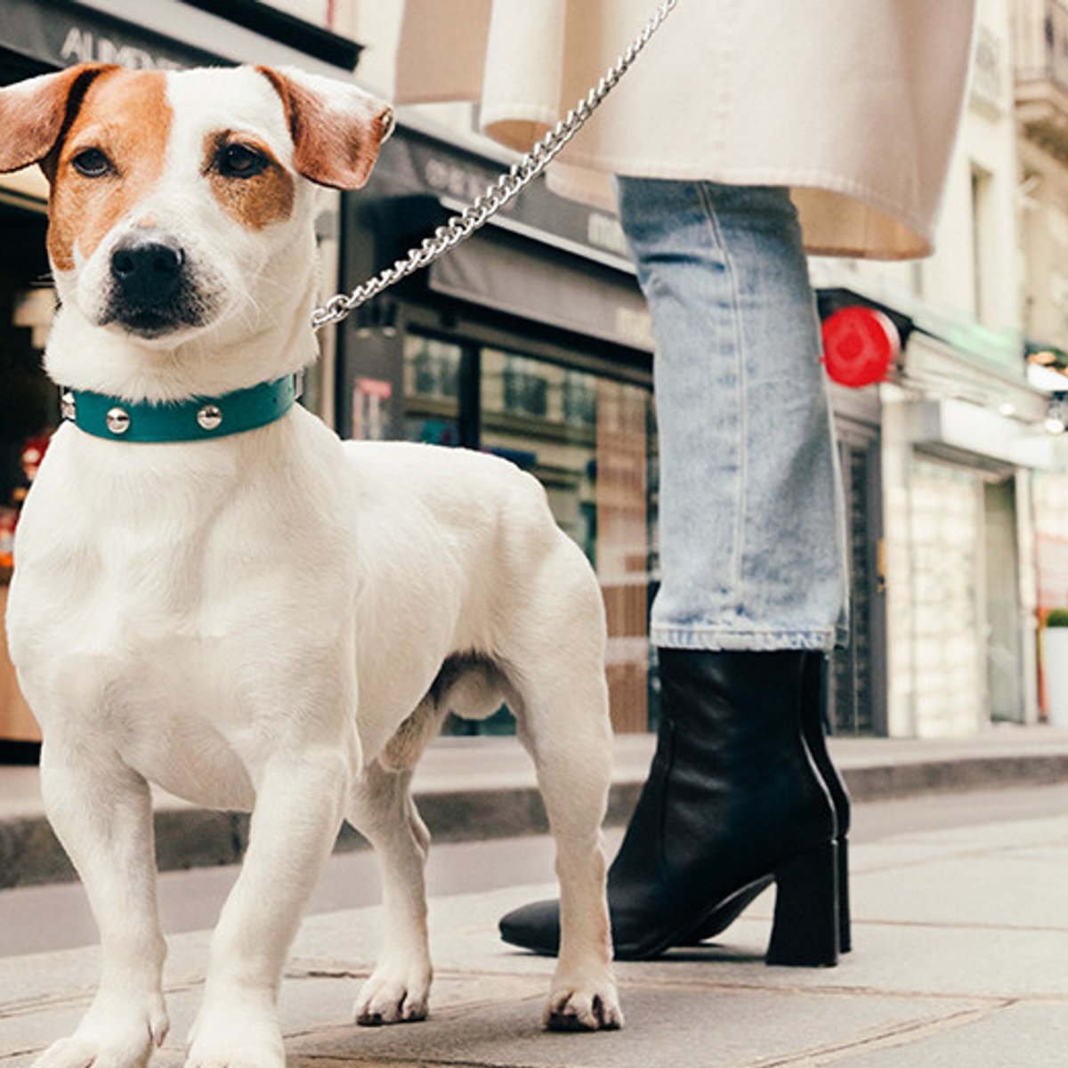 愛犬と楽しむ、リュクスな暮らし。 | madameFIGARO.jp（フィガロジャポン）