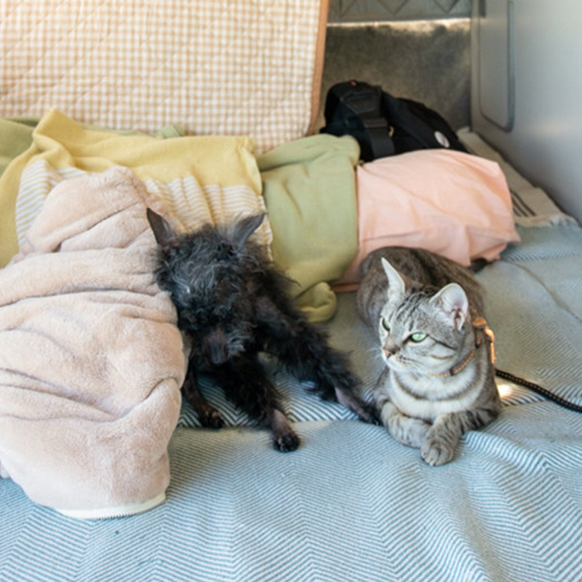 犬猫と過ごす、フランスのキャンプ場。