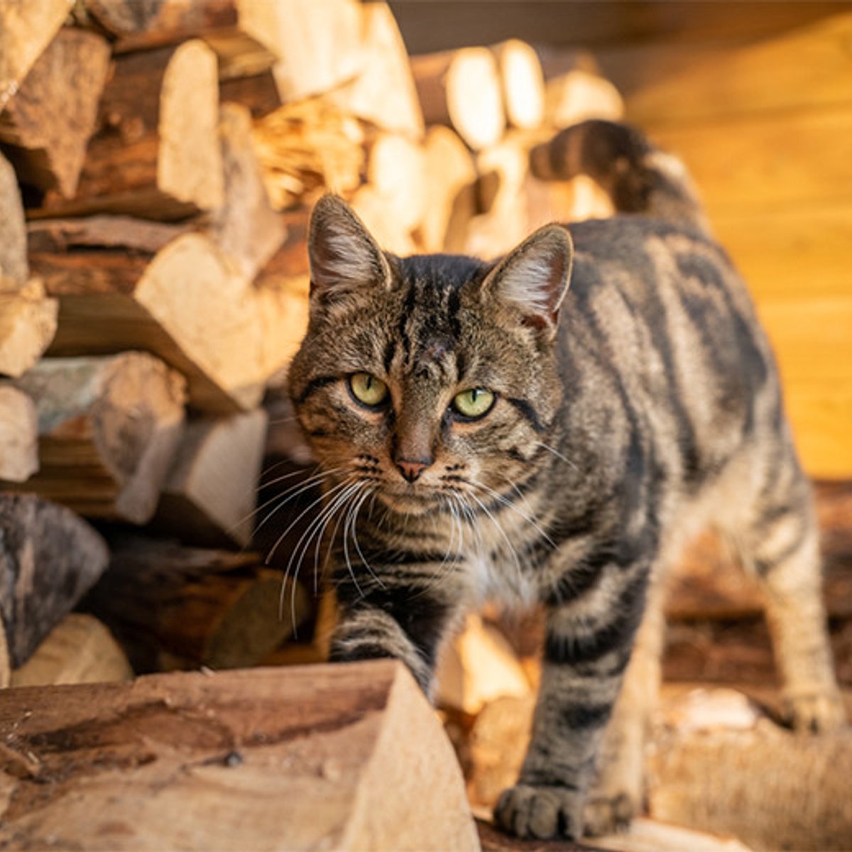 出べその猫とイングリッシュローズ。
