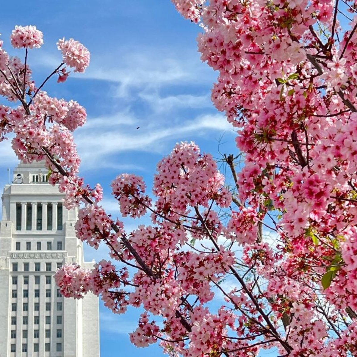 ロサンゼルスで楽しむ桜とグルメ！DLTA「花と団子」ウォーキングツアー。