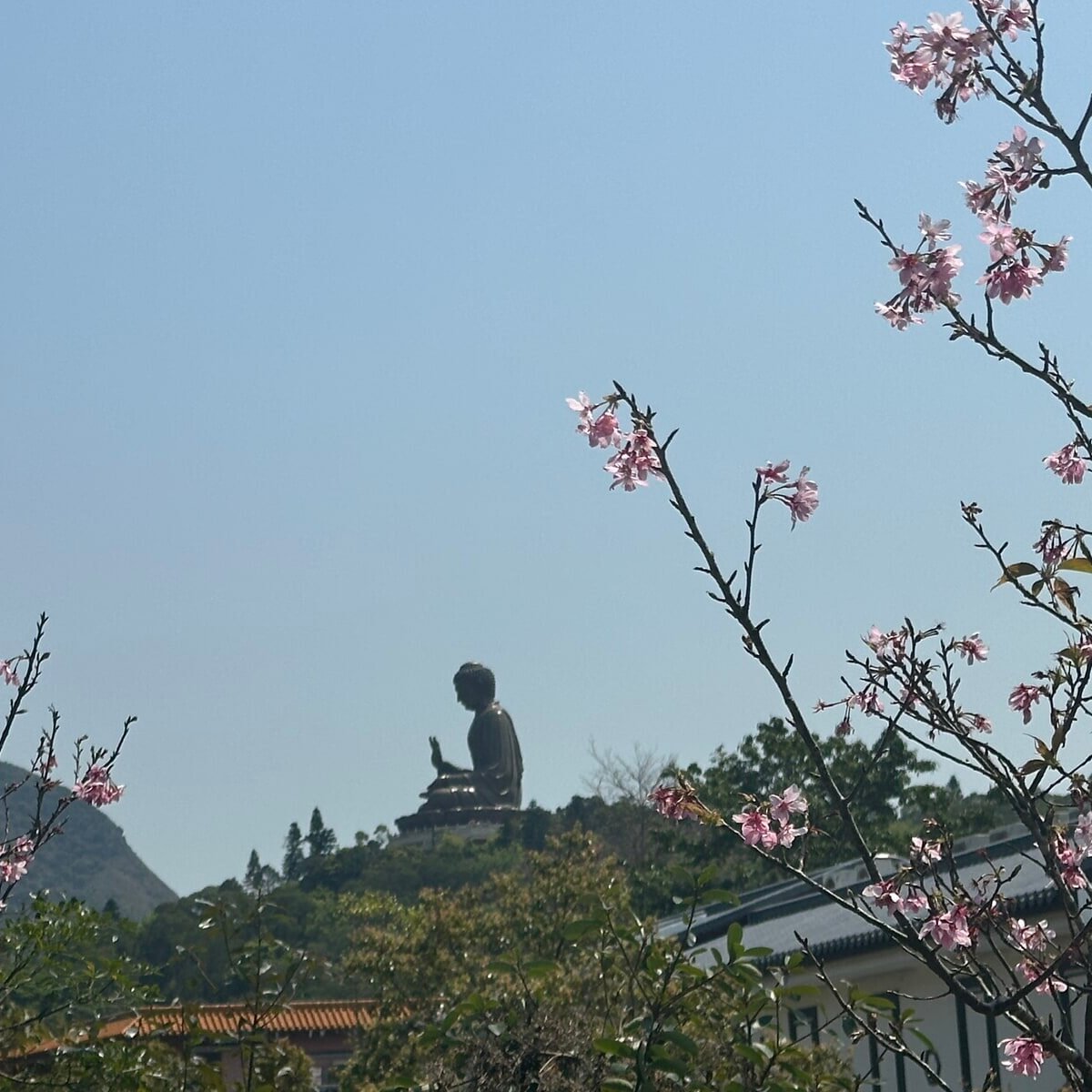 香港の隠れた桜名所。大仏で有名なゴンピンで出会う、悠大な春の自然。