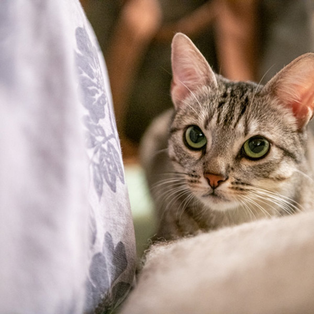 コロナ禍とご近所戦争勃発で思う、楽しい毎日。