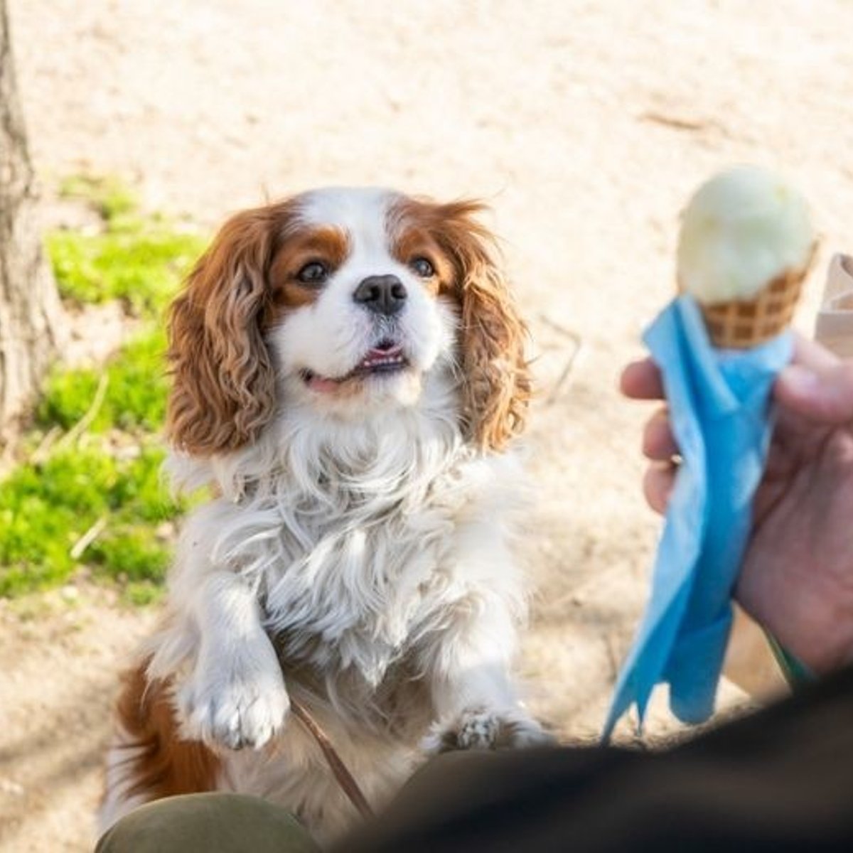 哲学する賢犬、キャバリアのラファイエット