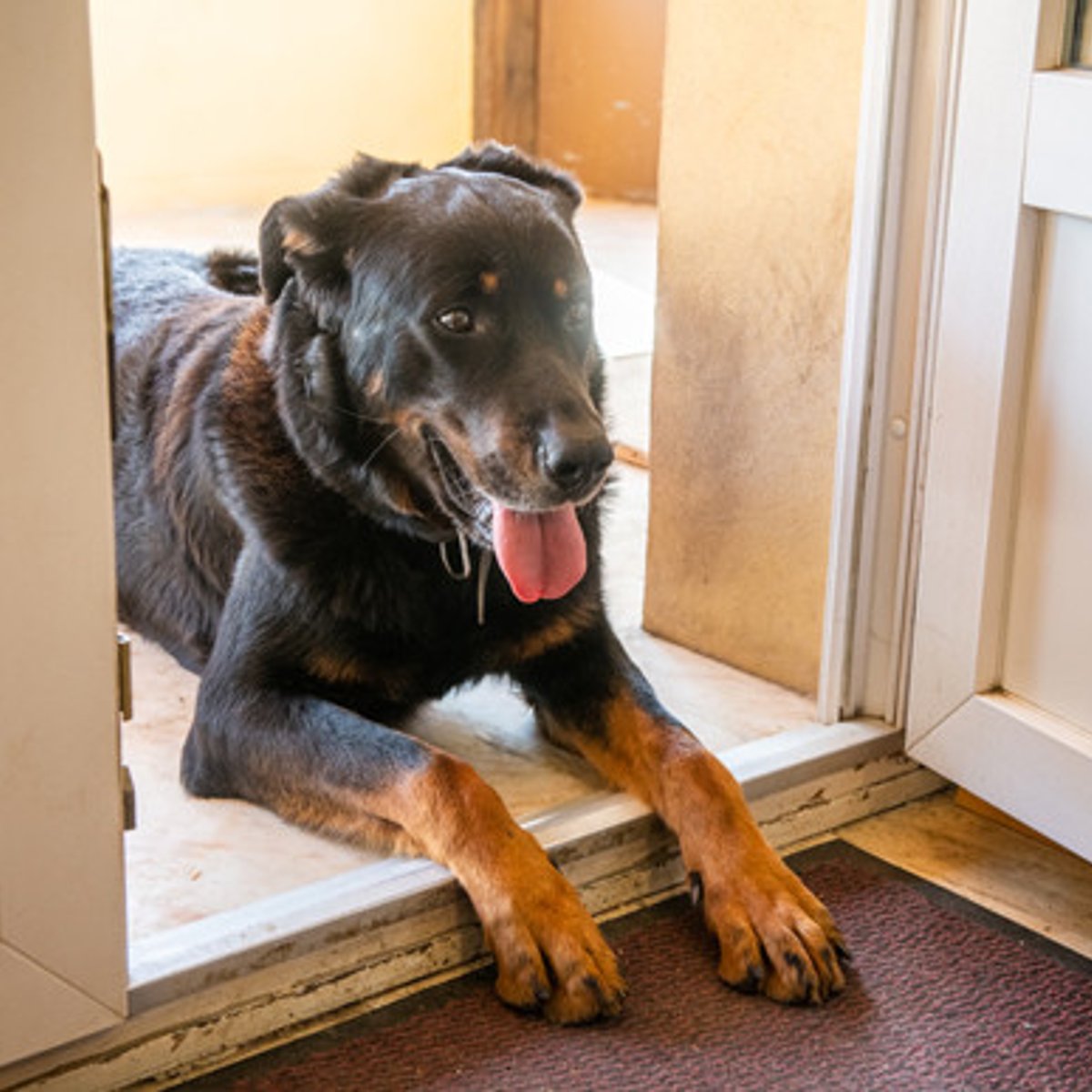 待ちきれないロットワイラー、いぬとピアノに出会う日帰り旅。