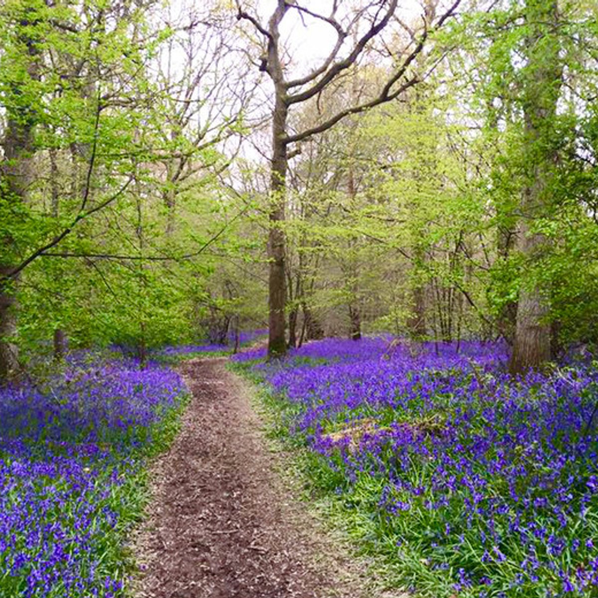 鮮やかな色と新しい命であふれる、イギリスの春。
