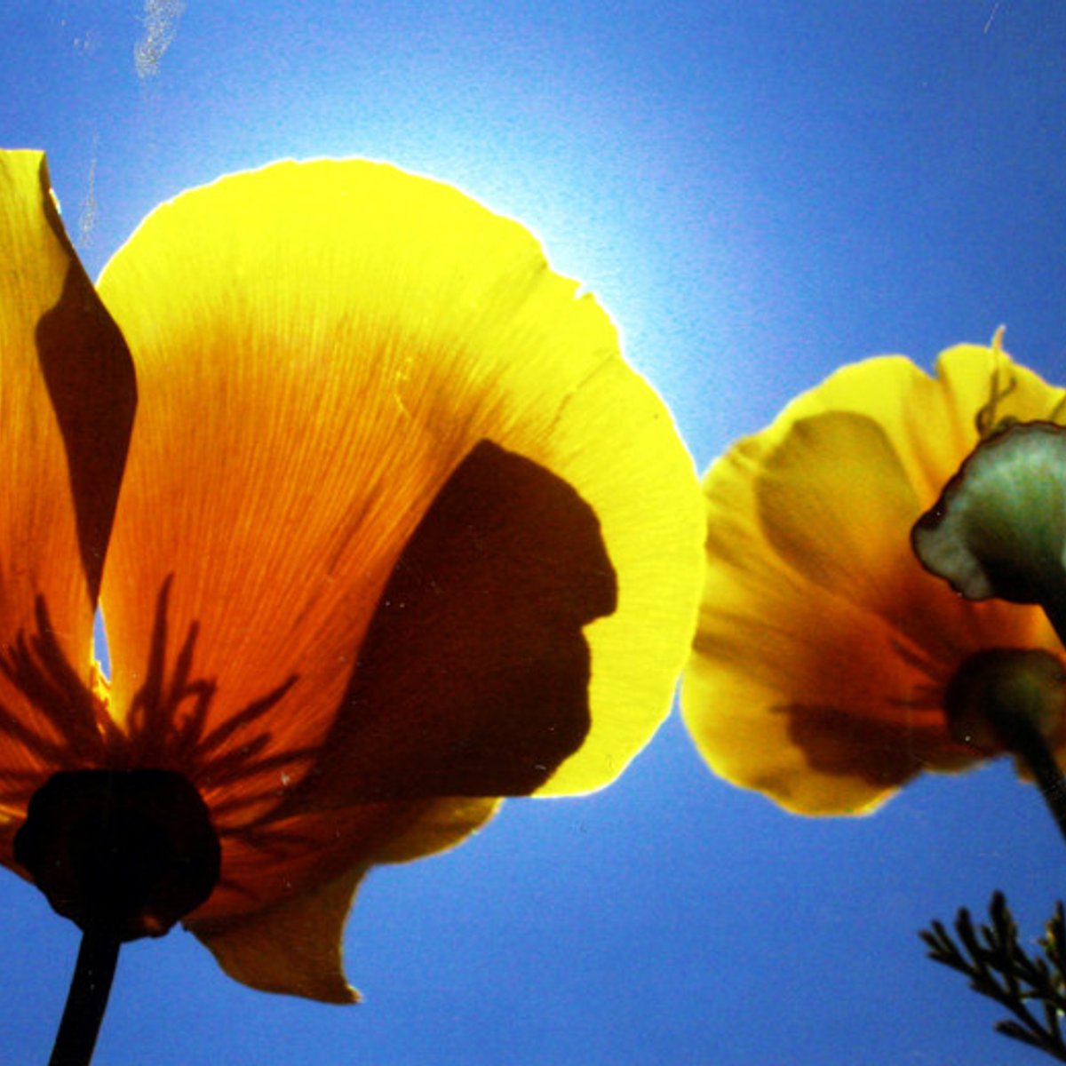 春到来、南カリフォルニアの砂漠をオレンジに染めるもの。