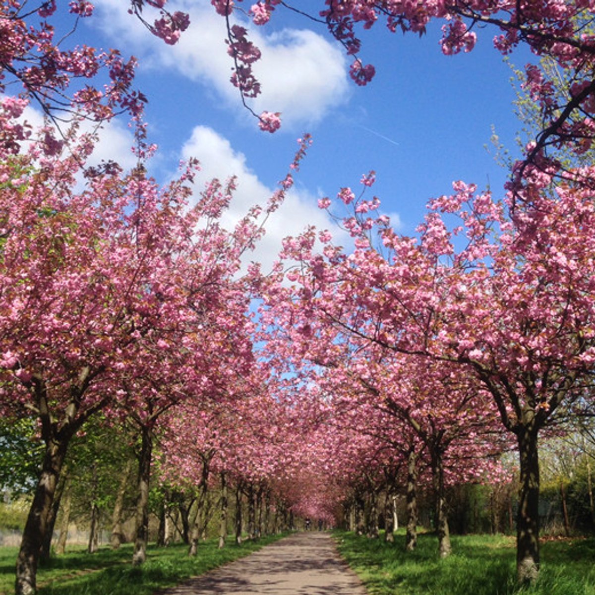 ベルリンの壁の跡地が桜色に！