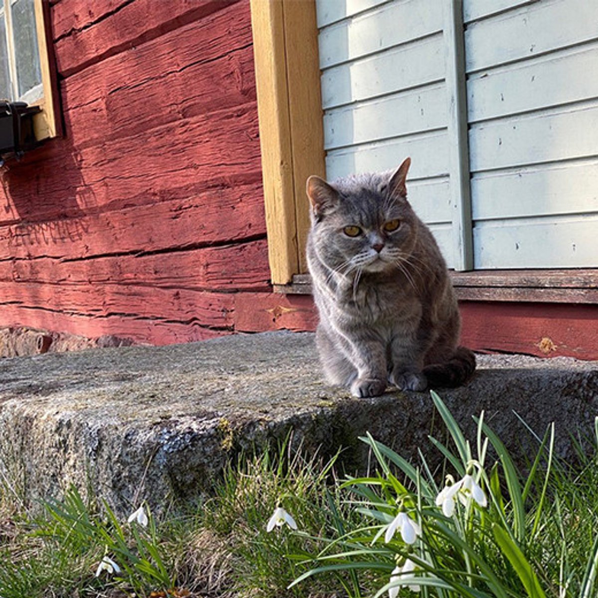 魔女が欠かせないスウェーデン北部の春の訪れ。