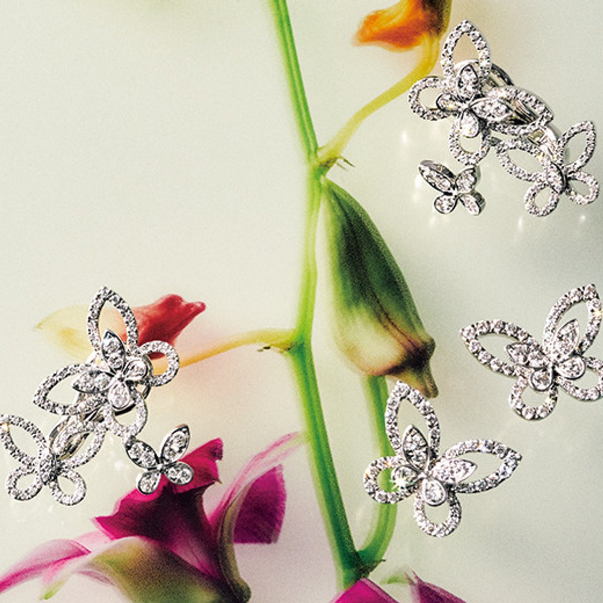 グラフ、輝く笑顔を与えてくれるバタフライの美の効果。