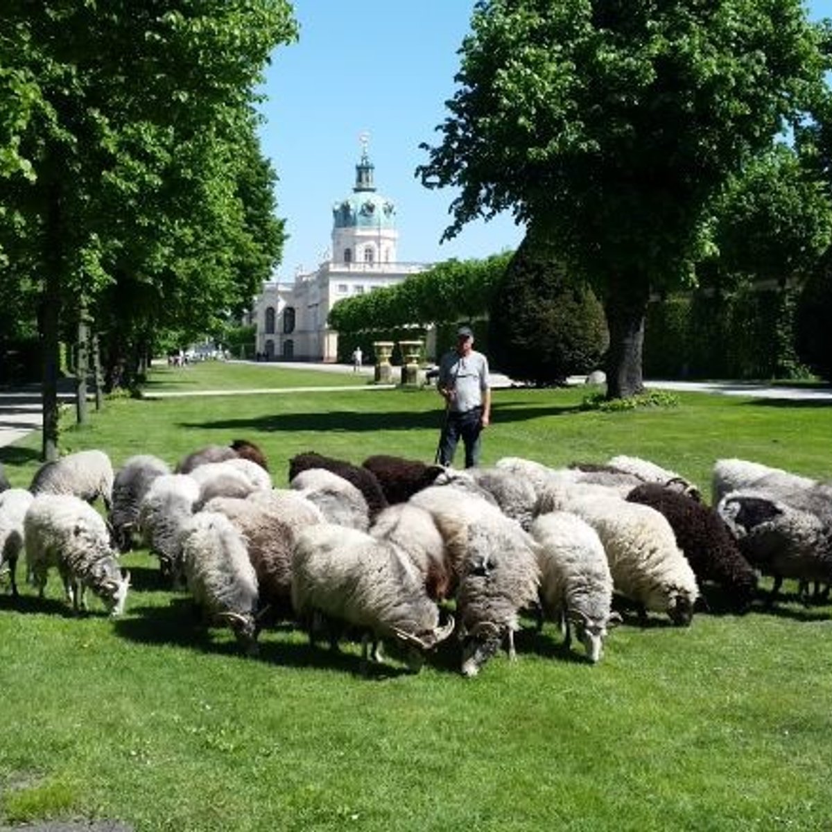 ベルリン、世界遺産の宮殿の庭は羊がお手入れ？