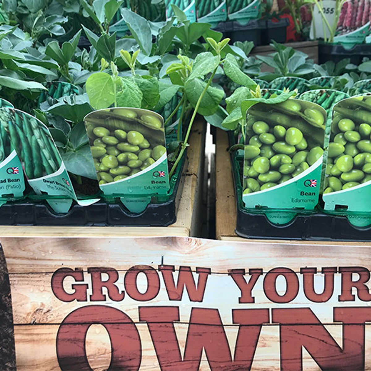 イギリスは、庭がなくてもアロットメントでガーデニング。