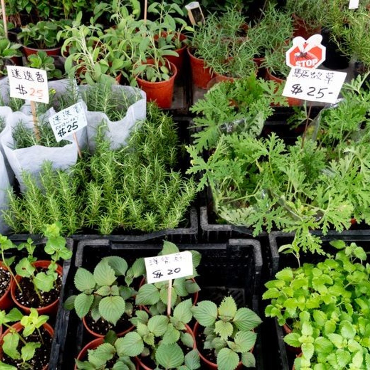 出窓ガーデナーの聖地、香港のフラワーマーケット。