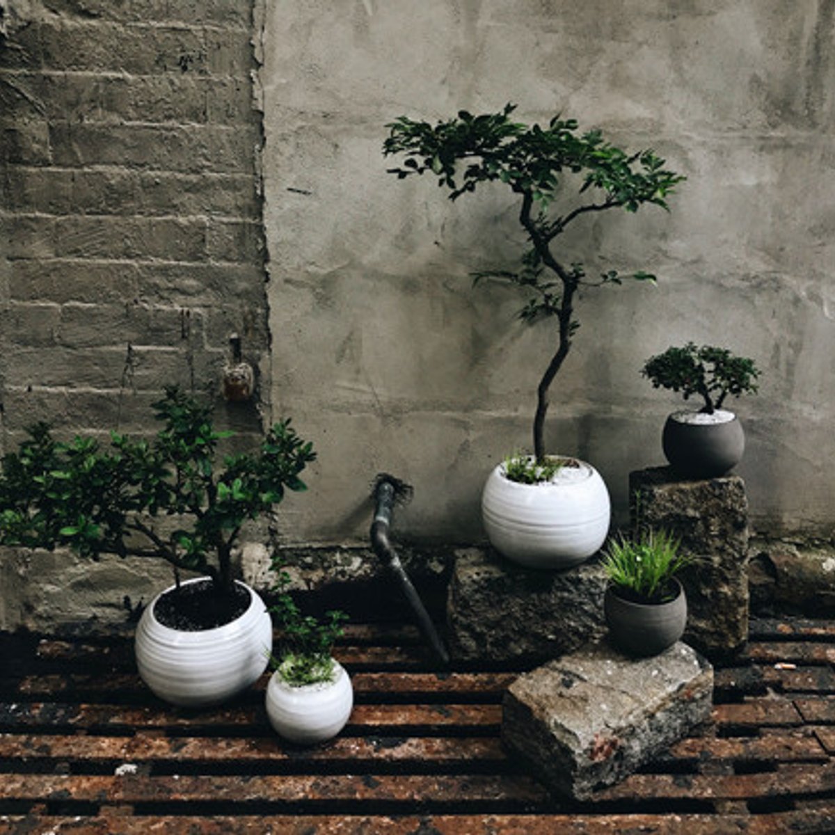 マイクロガーデニング？ ニューヨークで盆栽ブーム。