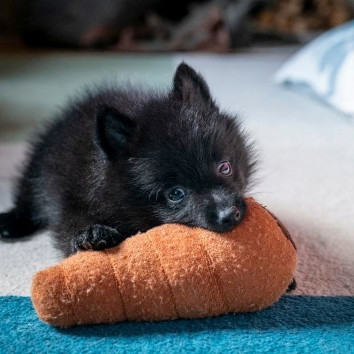 恐るべしノルマンディー情報網、春の田舎生活日記。