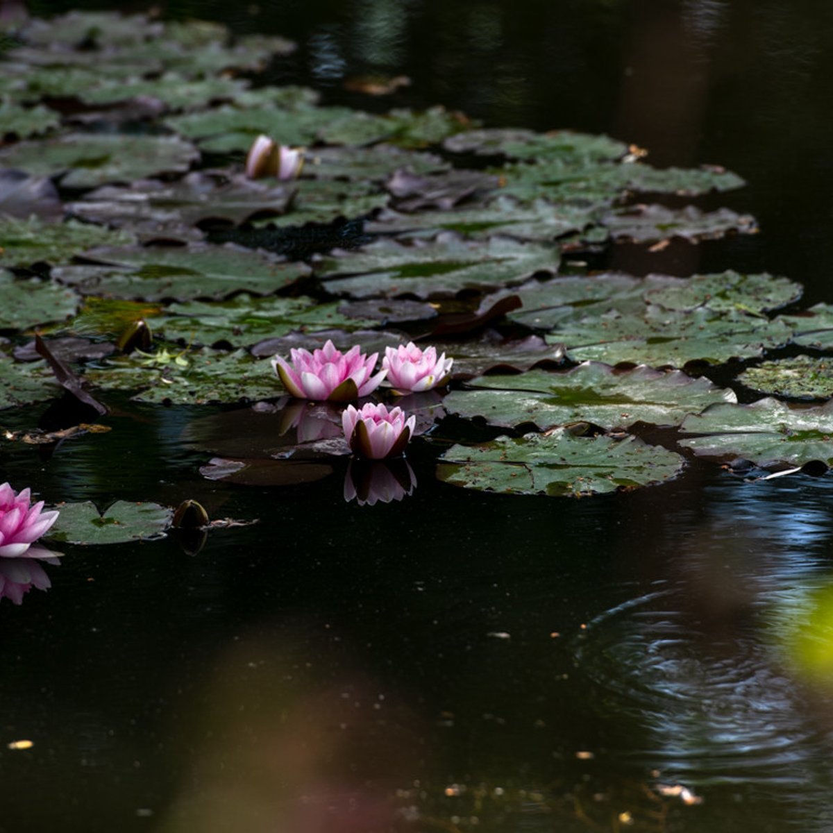 オレの庭、モネの庭【2021年版】