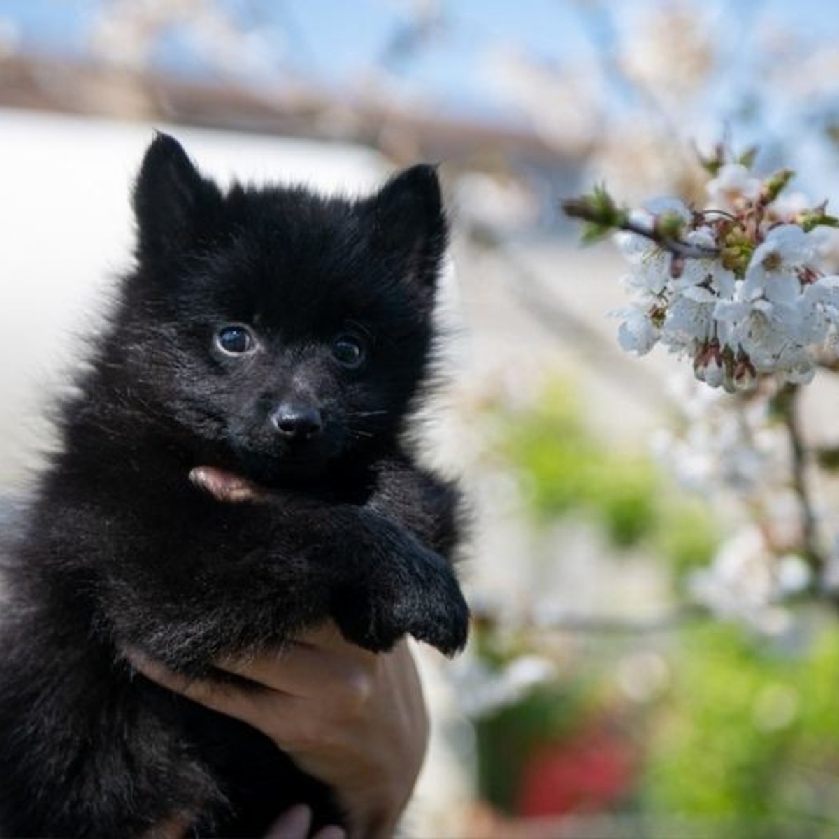 黒い悪魔犬、スキッパーキ召喚。
