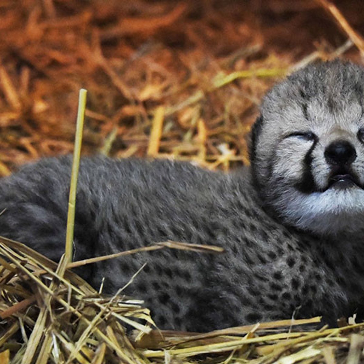 絶滅危惧種チーターの赤ちゃんが15年ぶりに誕生！ | madameFIGARO.jp