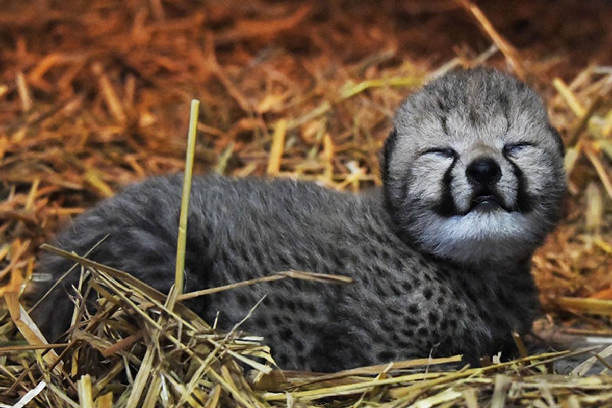 絶滅危惧種チーターの赤ちゃんが15年ぶりに誕生！ | madameFIGARO.jp