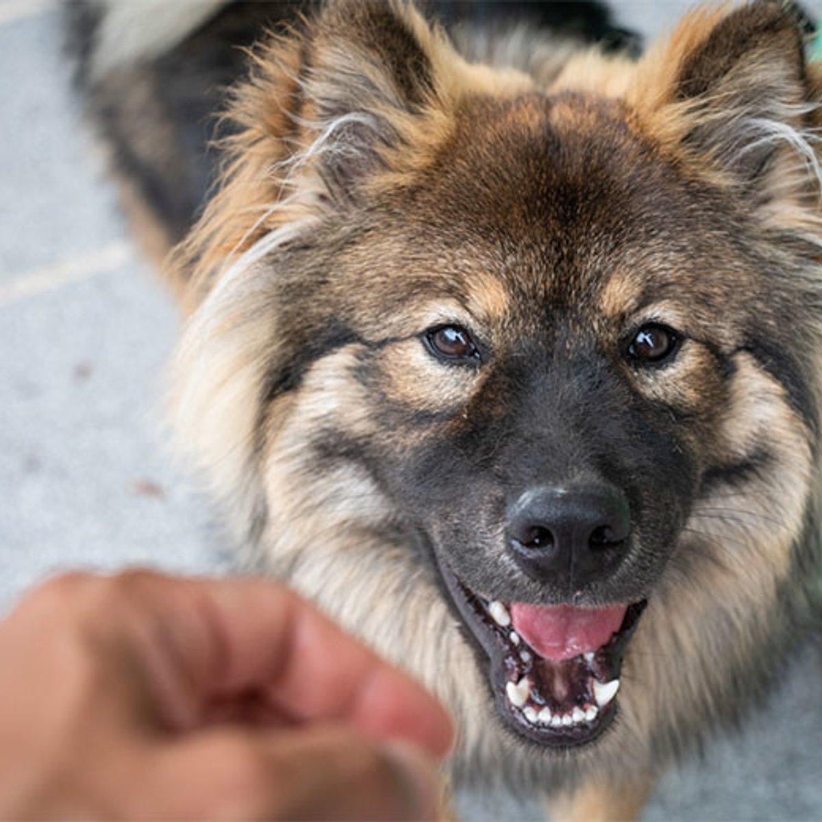 アール・ヌーヴォーがお散歩コースのミックス犬。