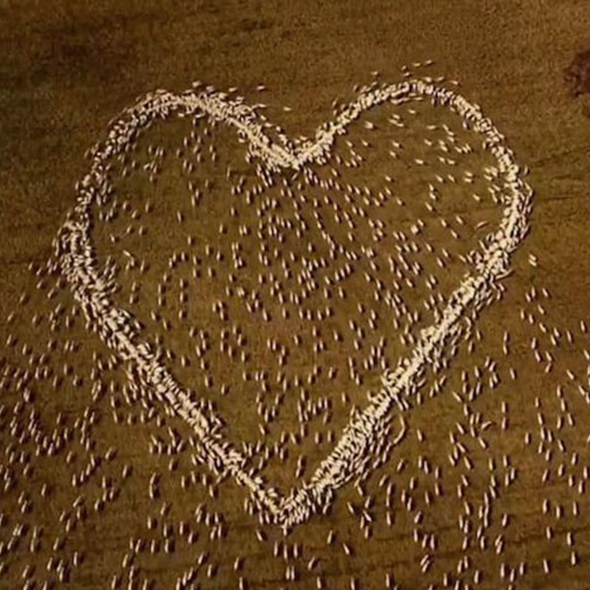 叔母の葬儀を逃した羊飼いの追悼動画に、世界中が涙。