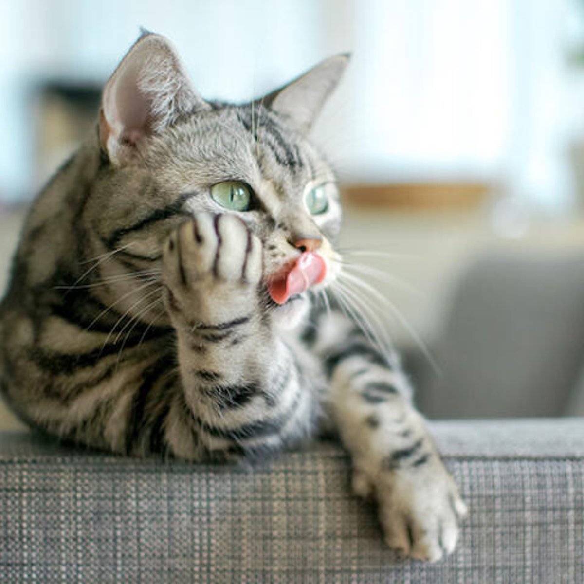 211121-25-cats-1x1-2.jpg