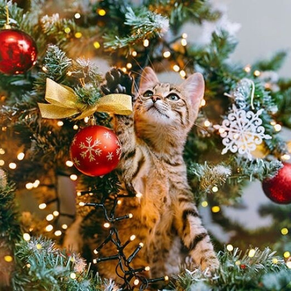 211225-treeandcat-1x1-2.jpg