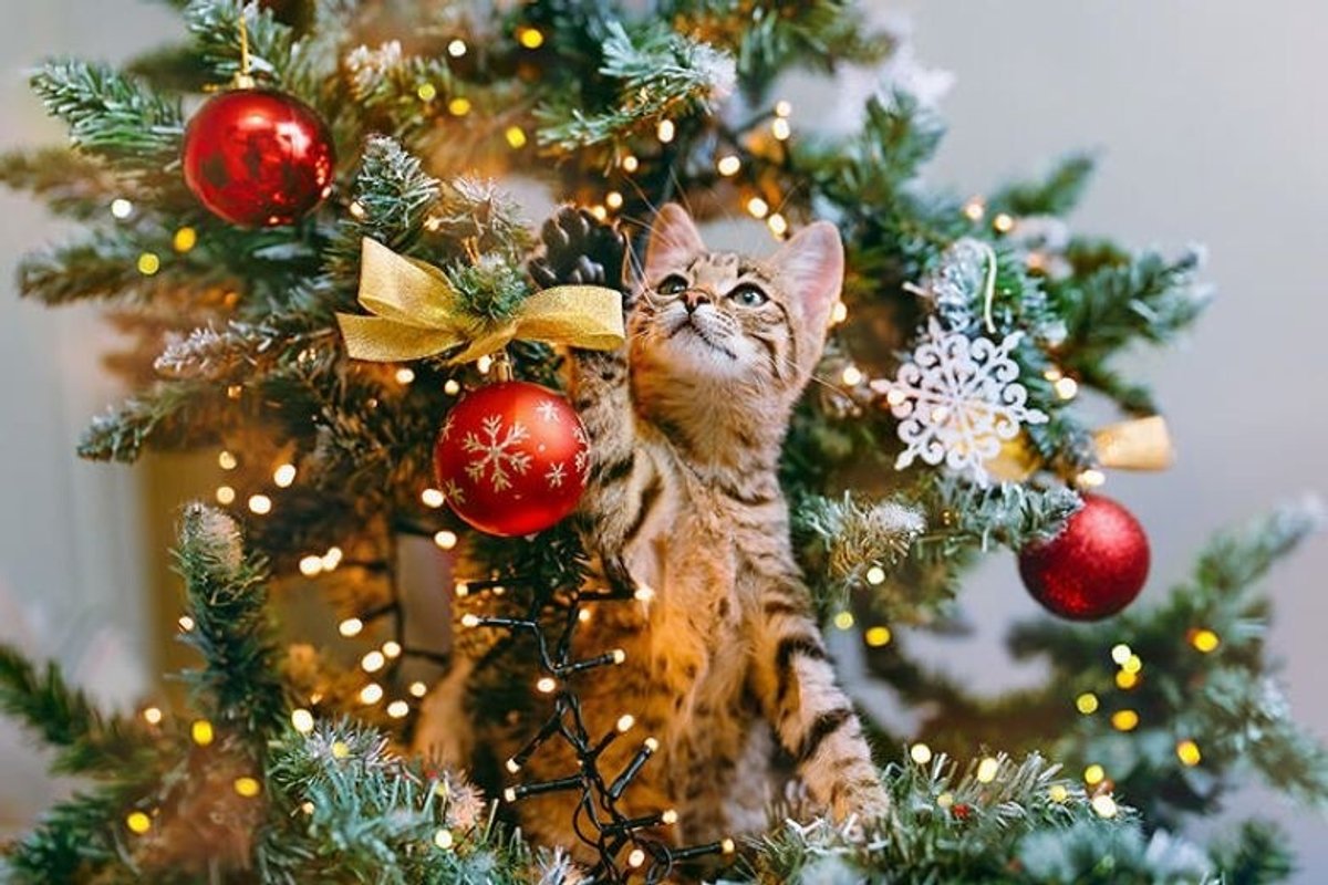 211225-treeandcat-ogp-1.jpg
