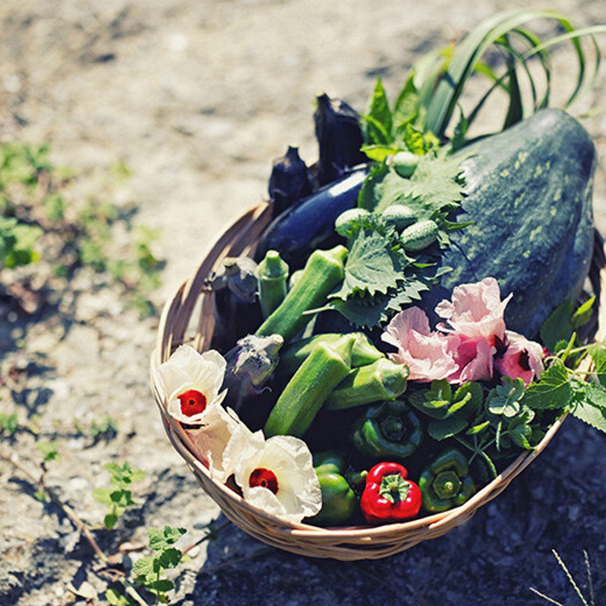 採れたての野菜や淡路島の食材で地産地消を体験する。