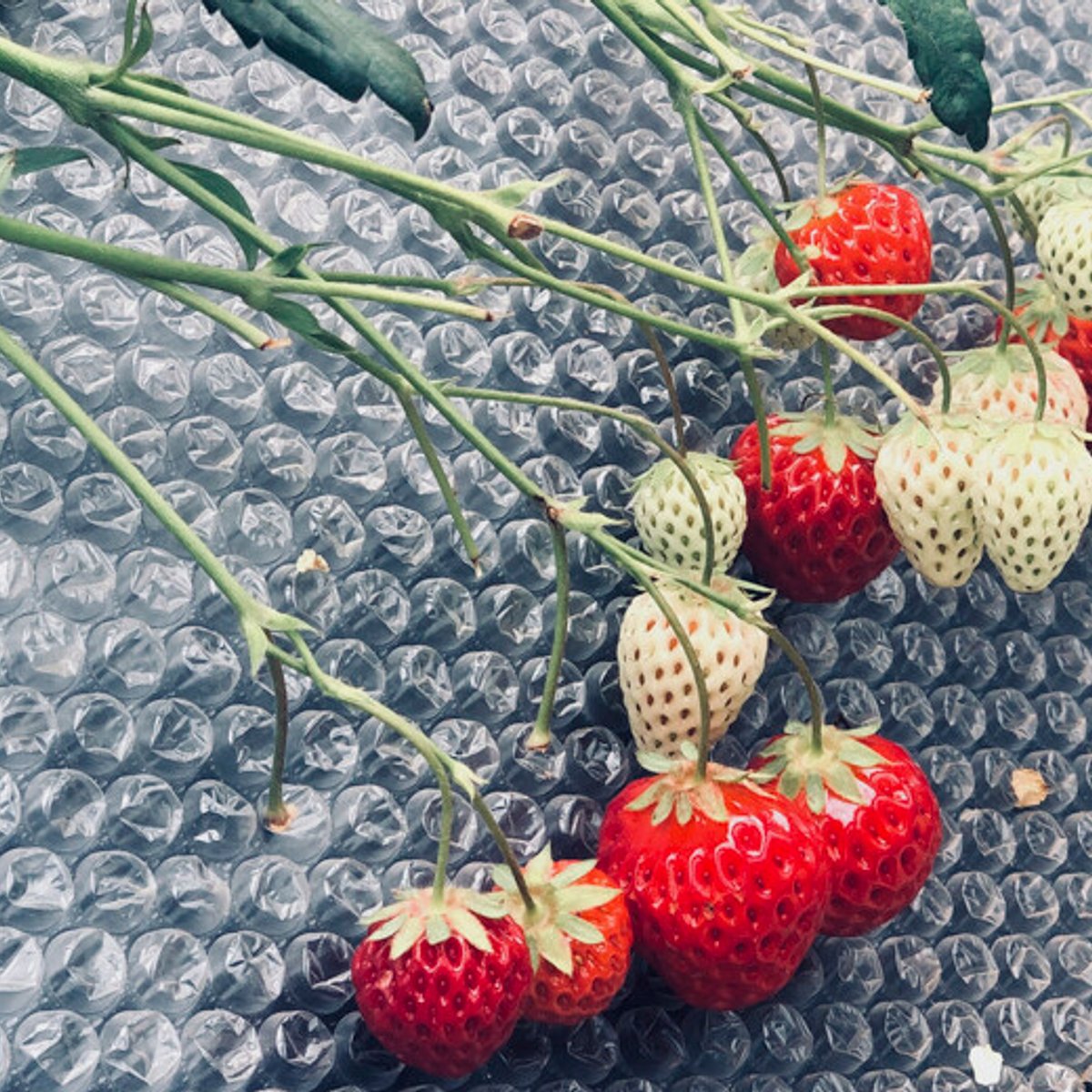 春間近の三浦半島に、2歳の娘と初めてのイチゴ狩り。