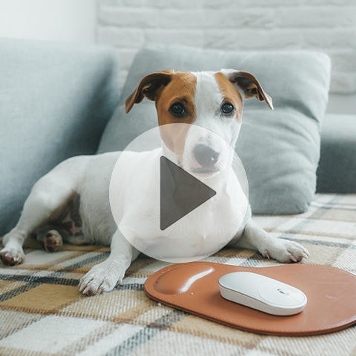 リモートワーク、愛犬が最高の同僚に？