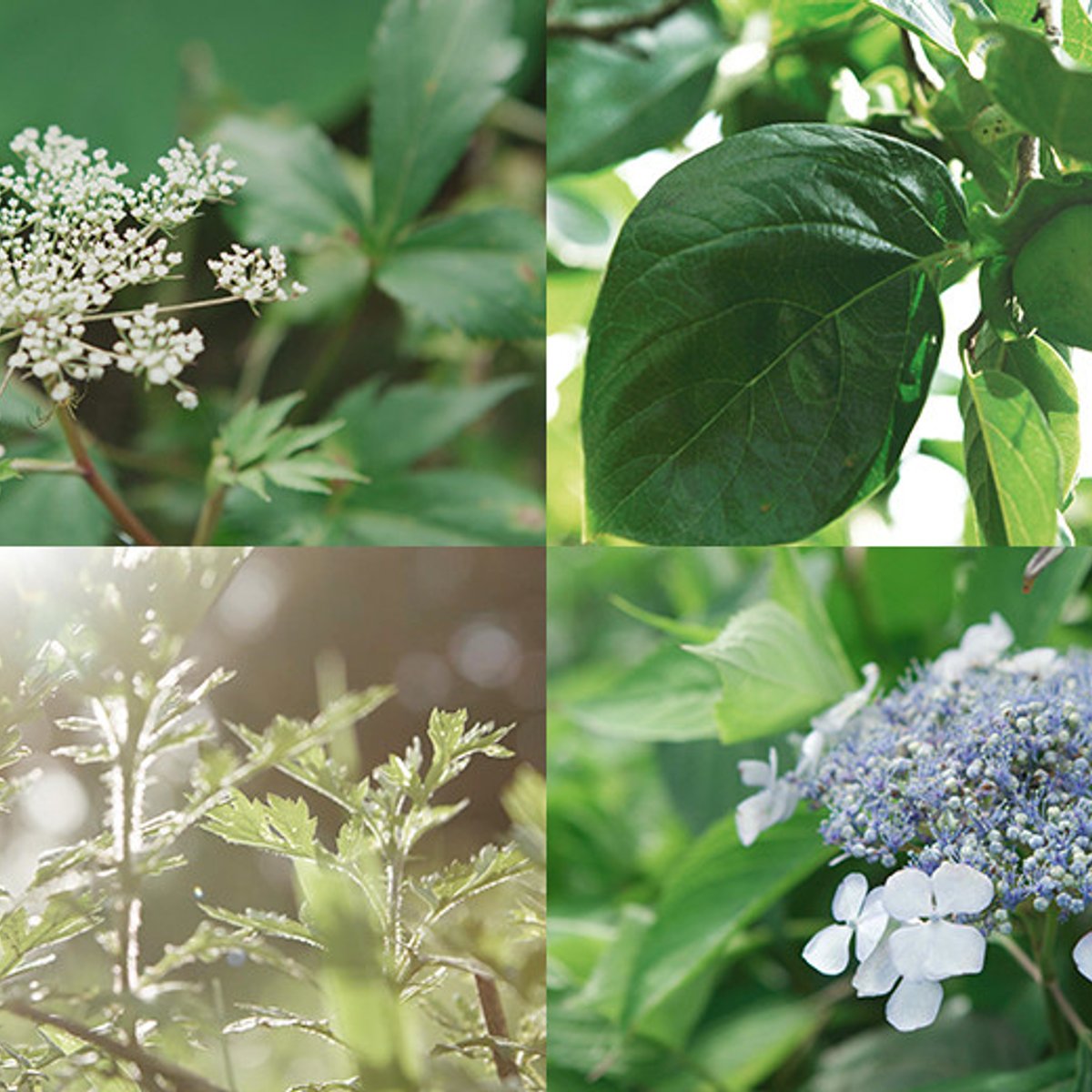 薬草の里・奈良県宇陀市でウェルネス＆ビューティの原点へ。