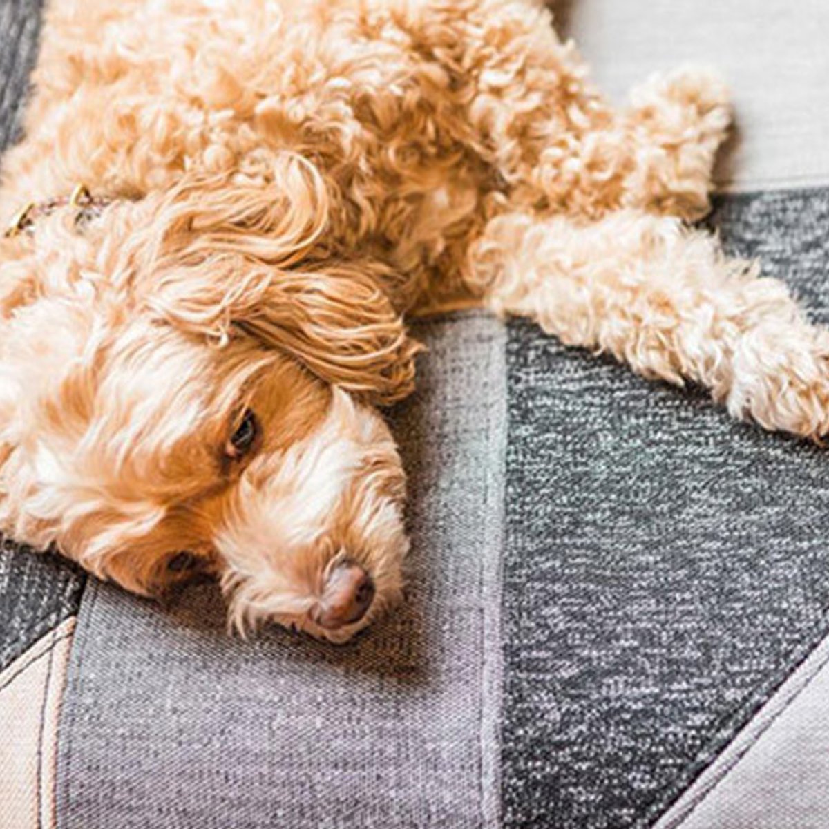 ドッグラバーの女性たちが起業、インテリアを愛でる飼い主のための犬グッズ。