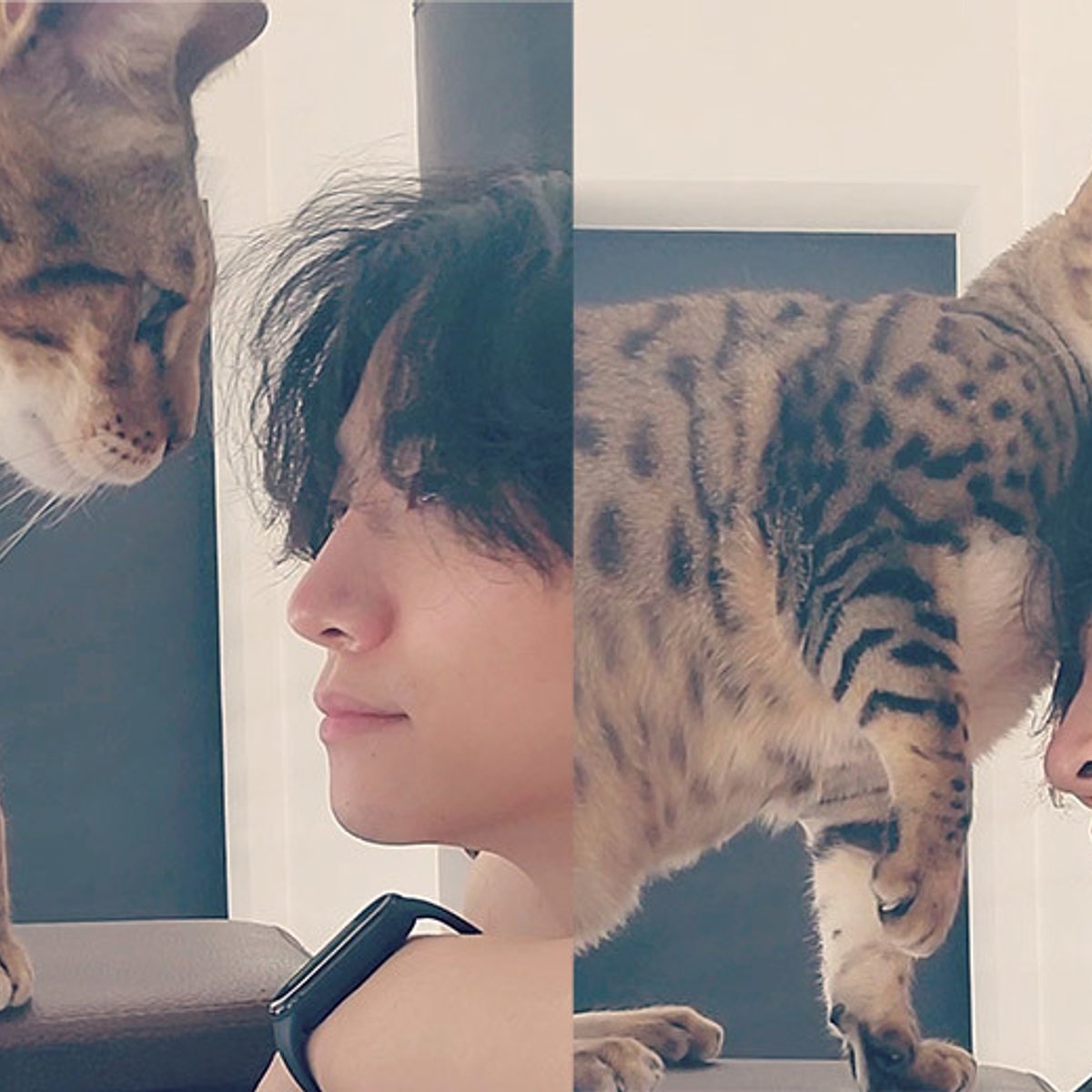 BTSテテ、2PMのジュノ、韓国次期大統領も夢中!  社会貢献する愛犬・愛猫家。